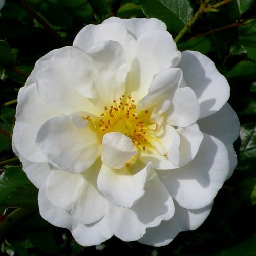 Vendita, rose rose tappezzanti - bianco - Rosa Magic Blanket - rosa mediamente profumata - Hans Jürgen Evers - Ha fiori giallo limone, pieni che possono fiorire in gruppi.